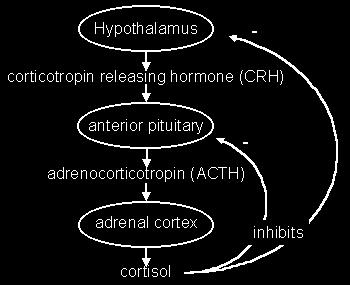 Hormone media8on in the HPA axis How do nervous and endocrine systems interact to affect hormone produc8on/secre8on? 1. Synergys8c 2.