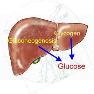 Hormonal regula8on: Glucagon Pep8de hormone secreted by pancreas Released when blood glucose low, amino acids