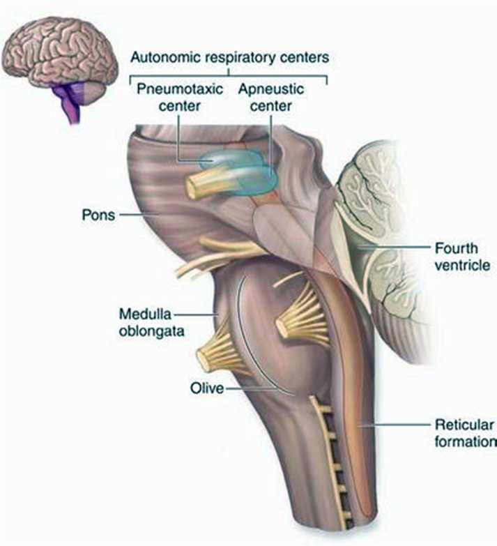 Pons external features Pons synonym: pons Varolii rostral part of hindbrain