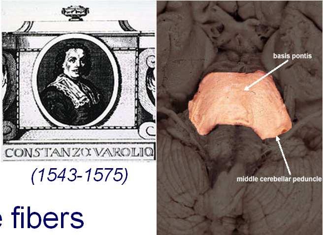dorsal pons: covered by cerebellum upper half of fourth ventricle middle