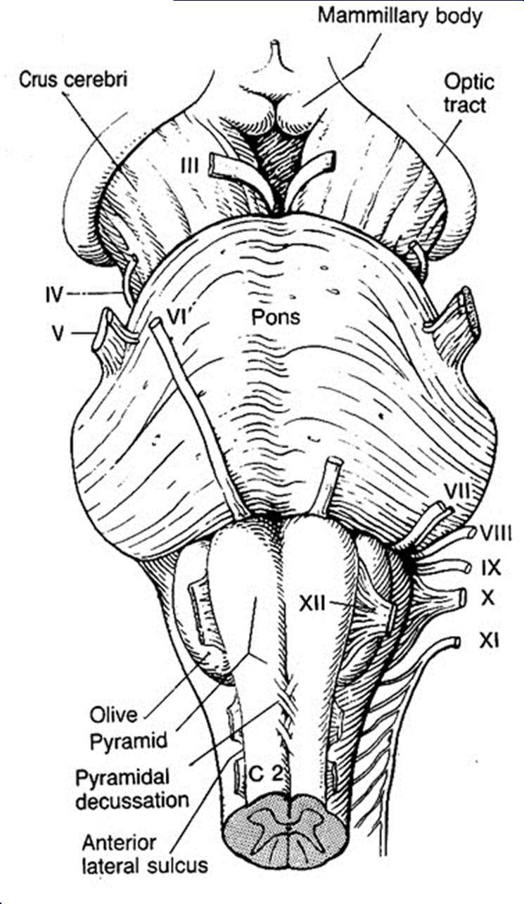 Pons anterior aspect Pons sulcus basilaris