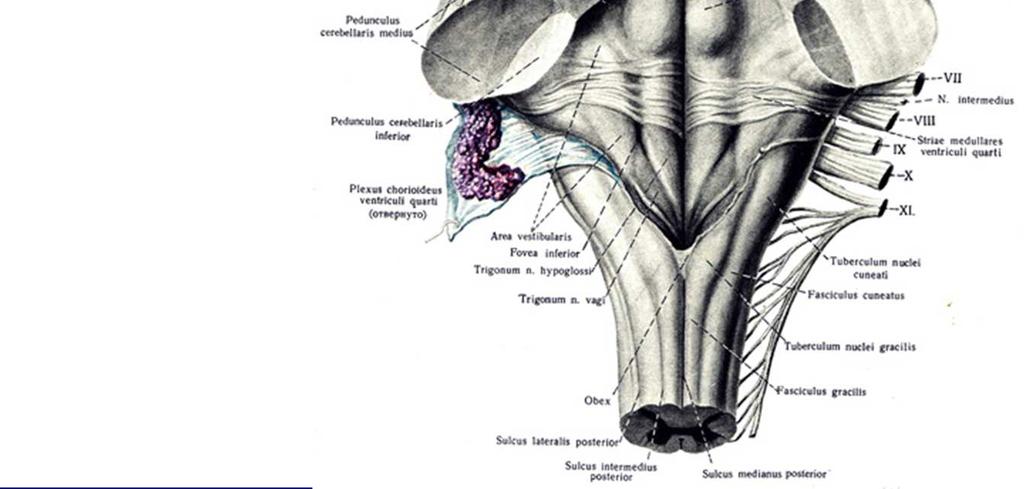 superior fovea locus coeruleus "the blue spot vestibular area auditory tubercle striae