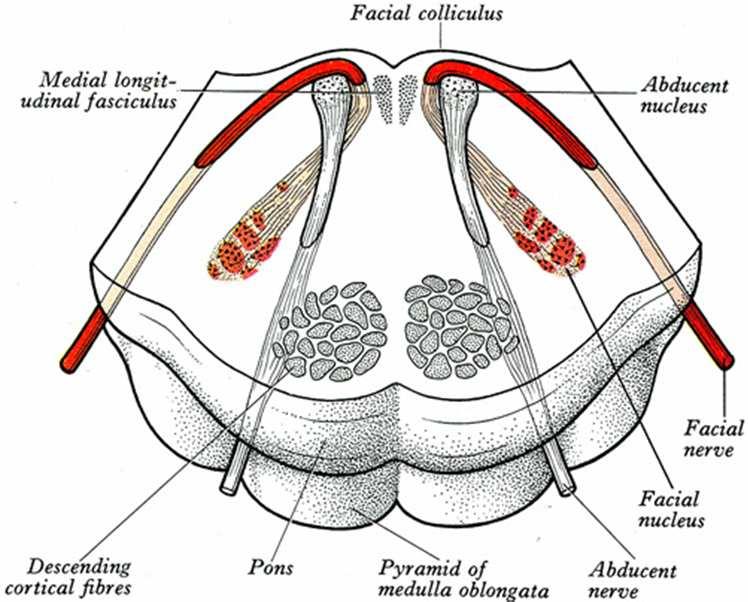 Pontine tegmentum: motor cranial nerve triad