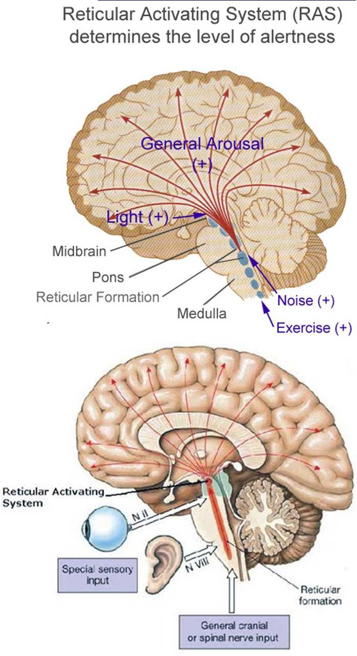Reticular formation Reticular formation functions controls ~25 specific behaviors: sleep