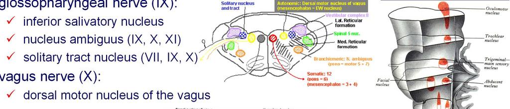 salivatory nucleus nucleus ambiguus (IX, X,