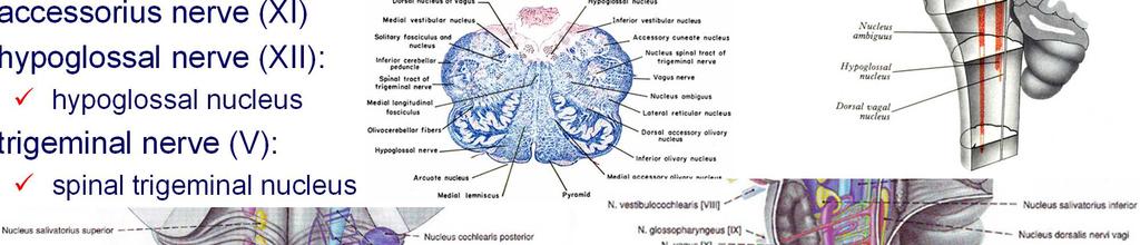 nerve (X): dorsal motor nucleus of the vagus