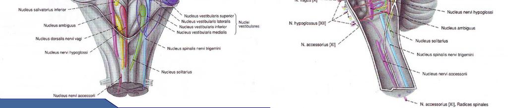 (XII): hypoglossal nucleus trigeminal nerve