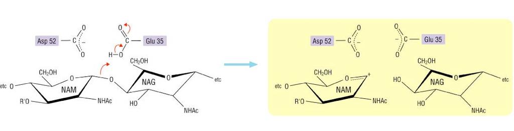 Active-Site Chemistry Active-Site promote acid-base catalysis: One step that involves the