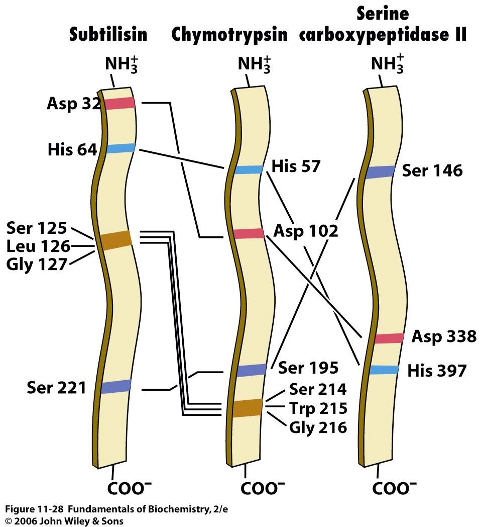 Convergent evolution Chymotrypsin, trypsin, and elastase are very similar in their sequences and functions they have clearly arisen from a common ancestor However, subtilisin, chymotrypsin, and