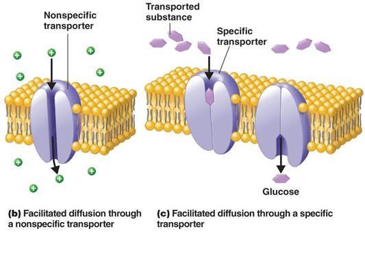 Facilitated Diffusion is different from Simple Diffusion: Diffusion may be aided by channel proteins!