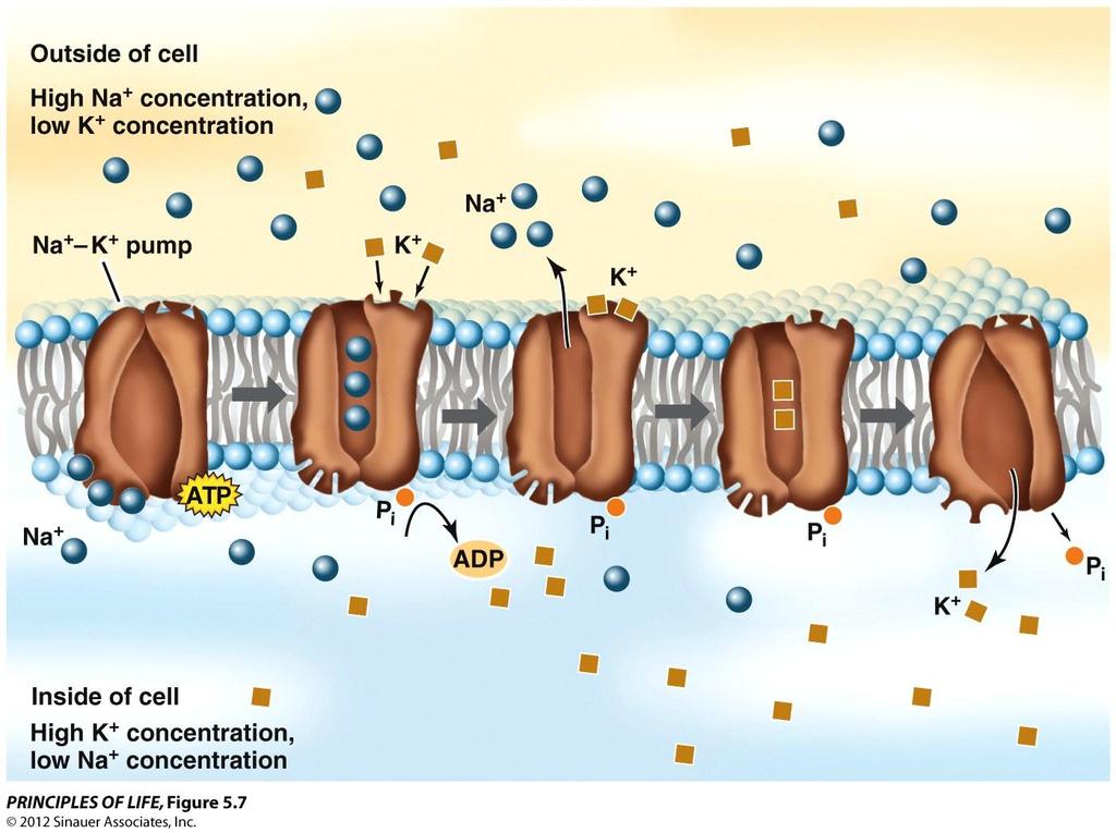 The sodium potassium (Na + K + ) pump is an integral membrane protein that pumps
