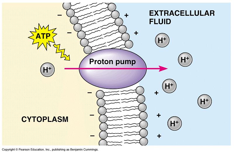 In plants, bacteria, and fungi, a proton pump is the major electrogenic pump, actively transporting H + out of the cell.