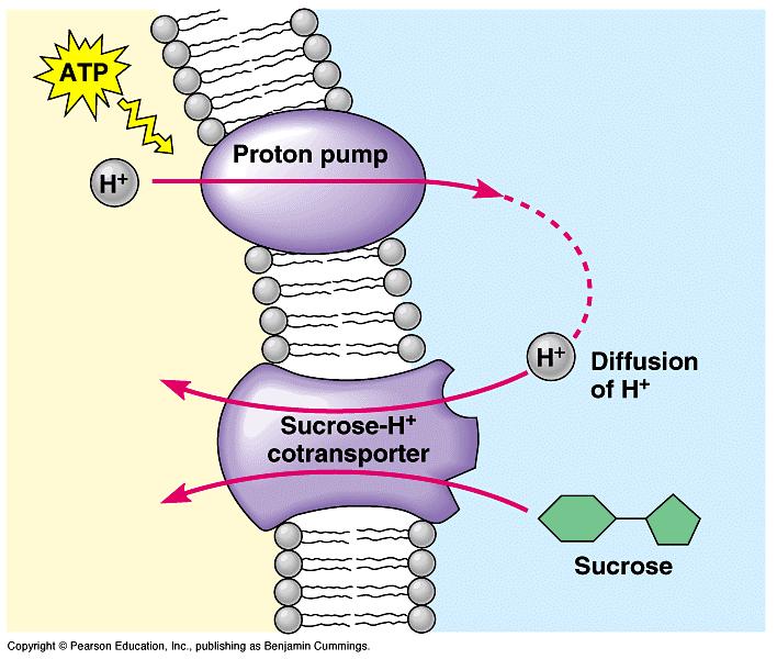 Plants commonly use the gradient of hydrogen ions that is generated by proton pumps to drive the active transport of amino acids, sugars, and other nutrients into the cell.