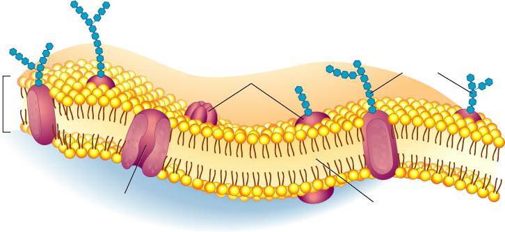 Remember Cell membranes have protein channels Selectively permeable: Allows