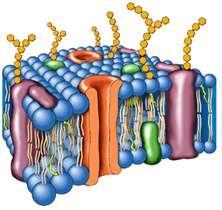 Biological membranes are SEMI-PERMEABLE -- A.K.