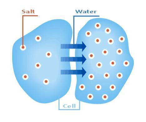 Osmosis Diffusion of water across a selectively permeable