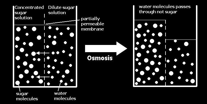 How Osmosis works We have water molecules and some other molecules, let s say sugar If we have more solute concentration on one side