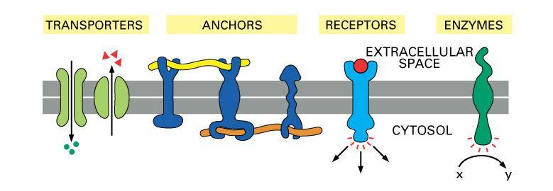 Proteins Proteins help things get across membrane