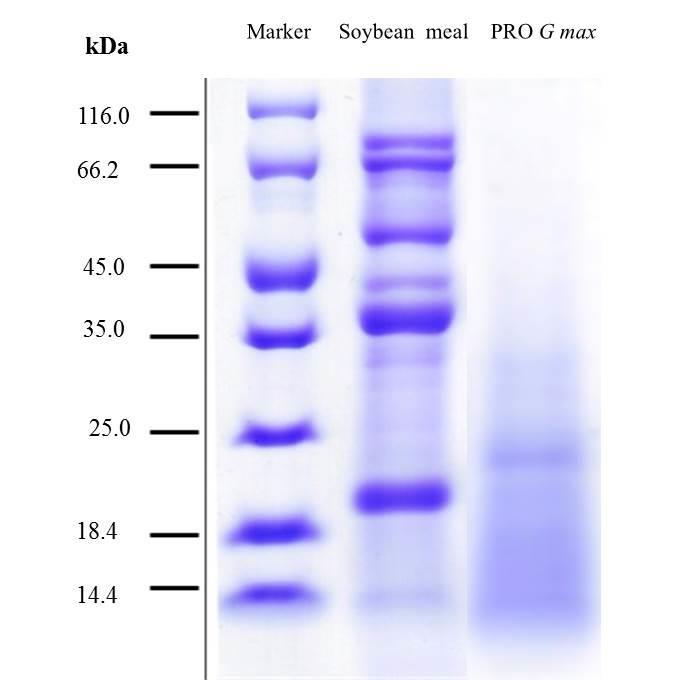Ability of Bacillus subtilis in producing proteases as evidence by clear zones