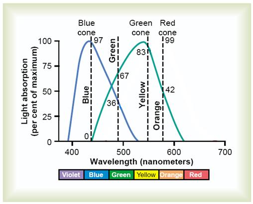 Protanope People with red blindness will not be able to see any wavelength larger than 610, while normal people are able to see wavelengths reaching up to 700.