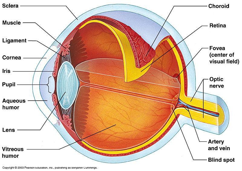 is called glaucoma and can cause blindness. Surrounding the eye and connecting to the eyelids is the thin conjunctiva. It is lubricated by our tears. To focus, a lens changes position or shape.