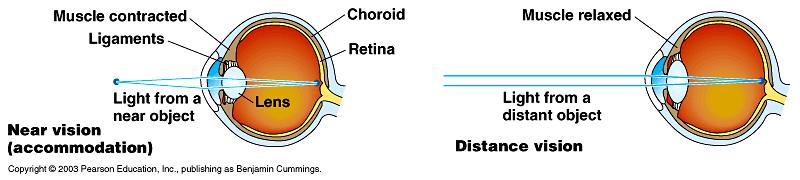 The thicker the lens, the more bending (refraction). When the eye focuses on a nearby object, the ciliary muscles contract and pull the choroid closer to the lens.