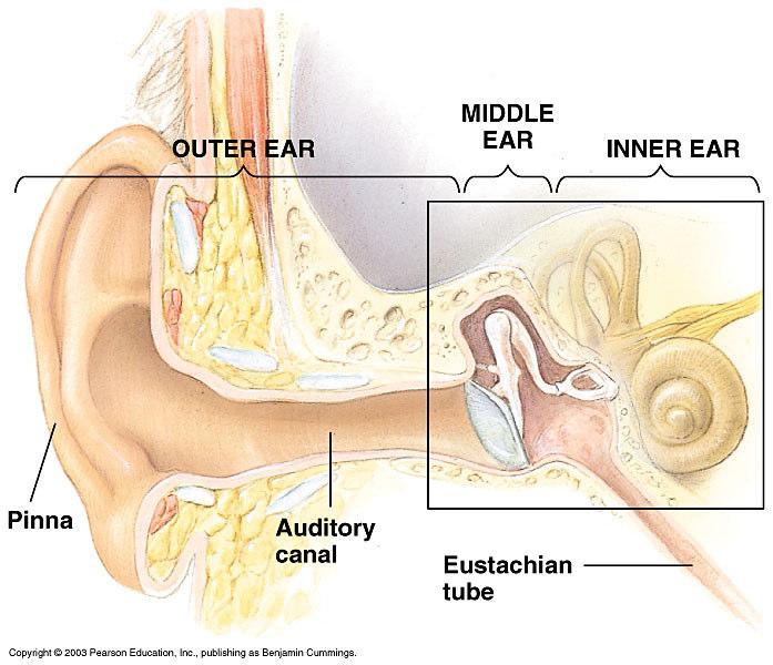 The inner ear consists of fluid-filled channels protected by the bones of the skull. A cross section shows our hearing organ, the organ of Corti in the middle canal of the coclea.