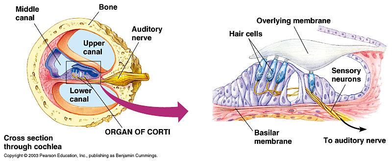 Another membrane, the tectonum, projects over the hair cells like a shelf from the wall of the middle canal. These hair cells are the receptor cells of the ear.