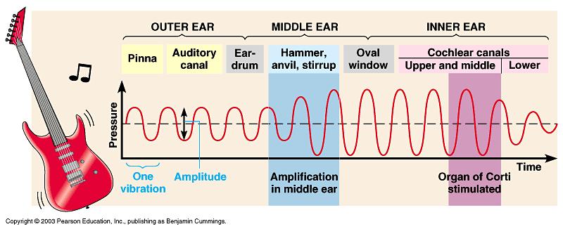 The inner ear houses our organs of balance. Three semi-circular canals are attached to the utricle and saccule of the inner ear.