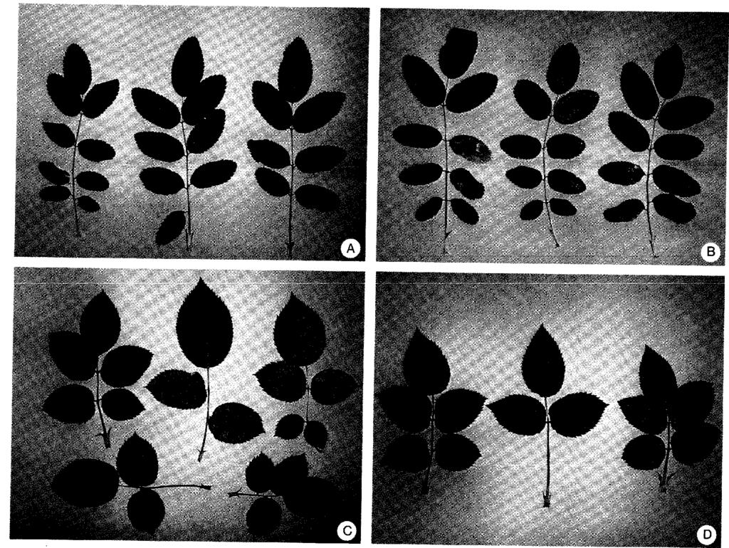 Figure 1. (A to D) Rose leaves infected with D. rosae 117 days after inoculation).