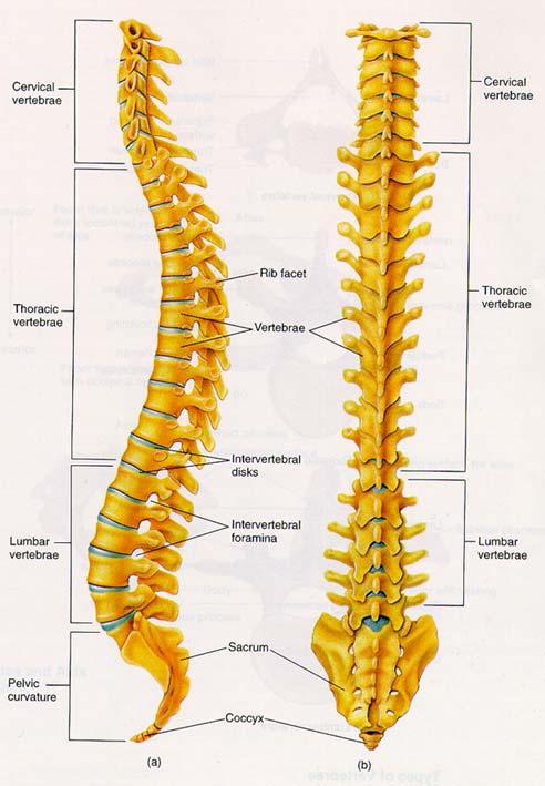 Functions of Spinal Column Load