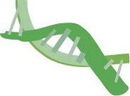 RET gene DNA mrna mrna Intron Exon 10 Intron Exon 11 Intron - - Exon 16 ATG 609 610 611 634 - - - 918