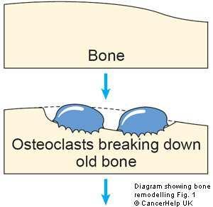 Bone cell