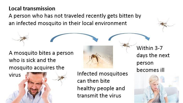 Exotic viruses that if introduced could be vectored by Arizona mosquito species None of the exotic viruses listed here are endemic (naturally transmitted) within Arizona at the time of this writing,