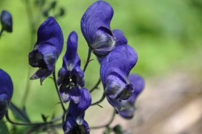 Some common homeopathic remedies for sleep disorders (according to the totality of the symptoms) Aconite The patient has nightmares and anxious dreams.
