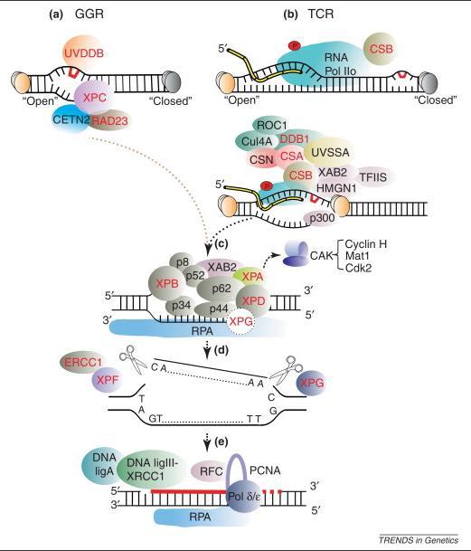 ERCC3/XPB and nucleotide excision repair ATP-dependent 3'-5' DNA helicase Component of the core-tfiih basal transcription factor Involved in RNA transcription by RNA polymerase