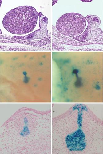 ( and ) Whole-mount stained fourth inguinal mammary gland of female ( and ) and male ( and ) K-da mice at 8 ( and ) and at 6 wk of age ( and ). At 8, the male and female glands were highly similar.