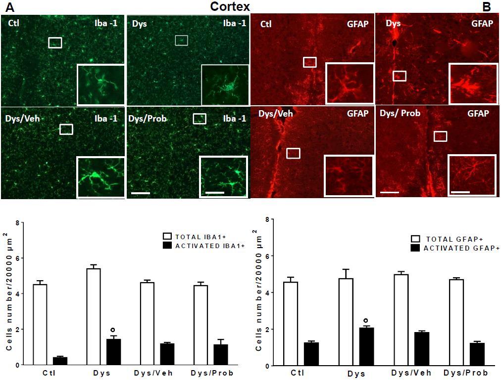 Dysbiosis does not affect microglia and