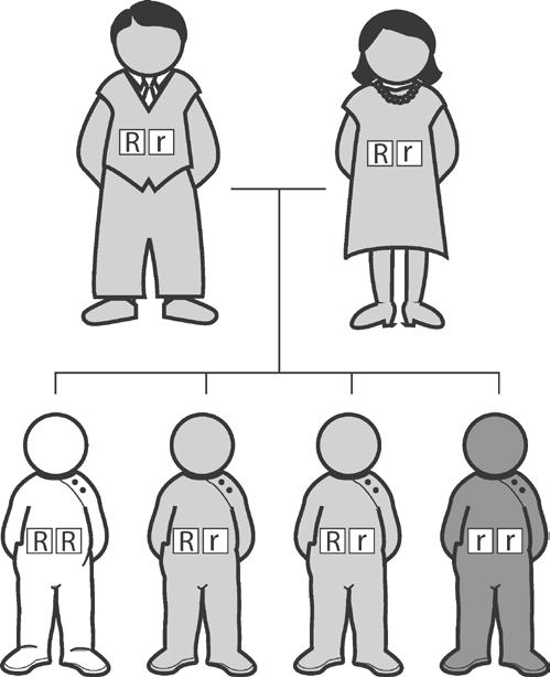 As figure 1 shows, when both parents carry a single altered CF gene, each child has: A 25 percent chance of having CF. A 25 percent chance of not having CF or being a carrier for the disease.