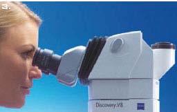 Can the microscope be positioned to promote neutral head, neck, shoulders and arm postures when used?