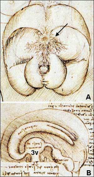 1) Enlarged view of the pituitary gland (A), hypothalamic infundibulum (B) and ducts comprising the foramen lacerum and superior orbital fissure (C, D, E, F) believed to drain the brain mucus or