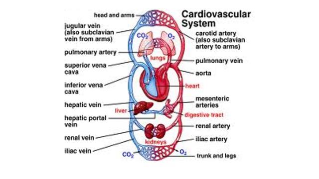 Cardiovascular System Summary Notes The cardiovascular system includes: The heart, a muscular pump The blood, a fluid connective tissue The blood vessels, arteries, veins and capillaries Blood flows