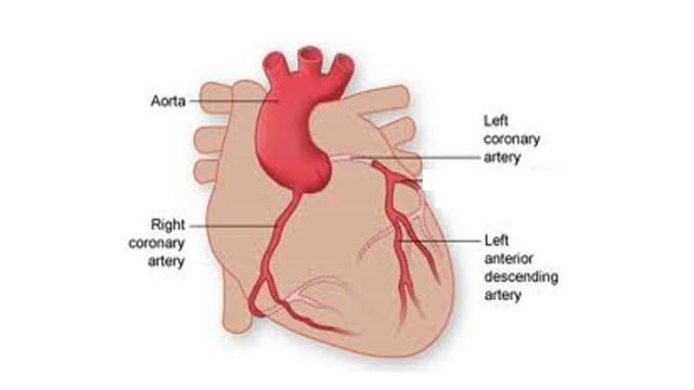 Pulmonary System This is the route by which blood is circulated from the heart to the