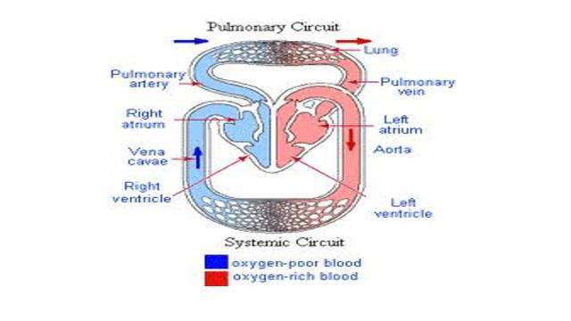 pulmonary artery carries deoxygenated blood and the pulmonary vein carries oxygenated