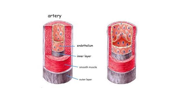 arterioles leading to the muscles undergo vasodilation the circular muscle in the