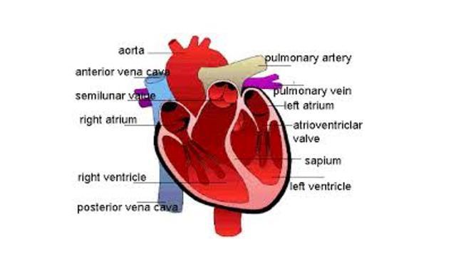 Continuous circulation of blood is maintained by a muscular pump, the heart The heart is divided into 4 chambers, two atria and two ventricles The right atrium receives deoxygenated blood from all