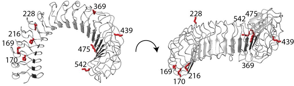Figure 9 A. Ubiquitination site Peptide Sequence LRR Mass Deviation (ppm) K542 GIGHLTNLTHLGLGENLLTHLPEEIGTLENLEELYLNDNPNLHSLPFELALCSK GG 20 1.