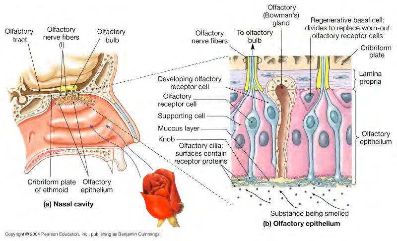 The nervous impulse from the olfactory bulbs travels down the olfactory tracts to be routed to: a.