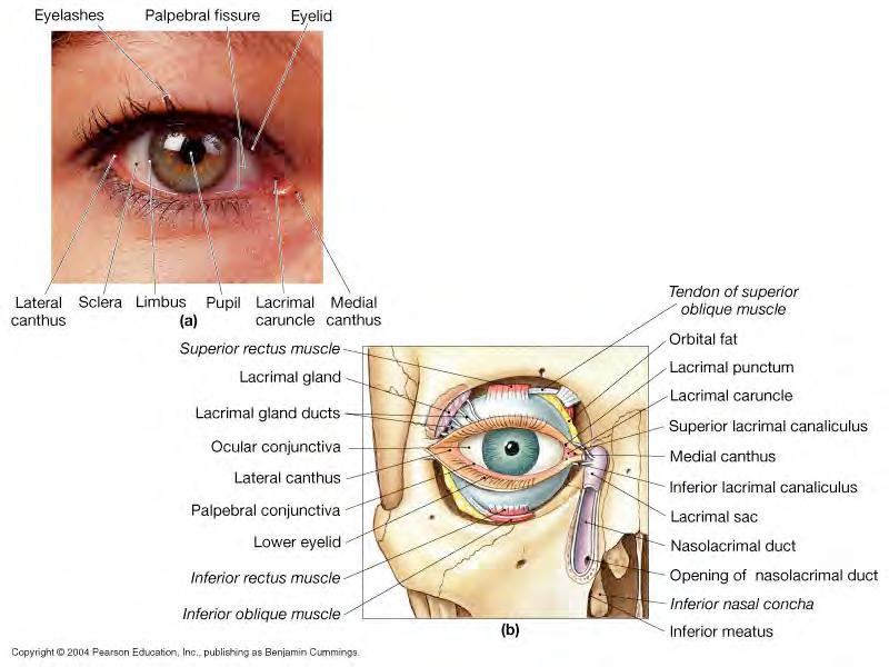 Lacrimal caruncle -medial corner -contains sebaceous and sudoriferous glands that produce secretions to lubricate eye surface B.