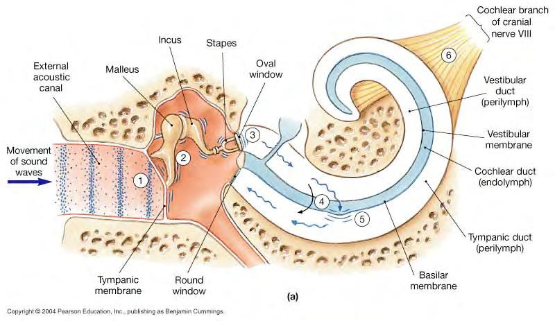 The tympanic membrane vibrates the malleus which vibrates the incus which vibrates the stapes 3.